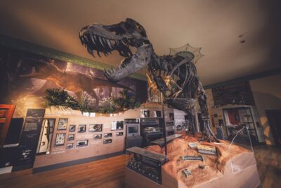 TP18780_Discovering-Dinosaurs_mid
